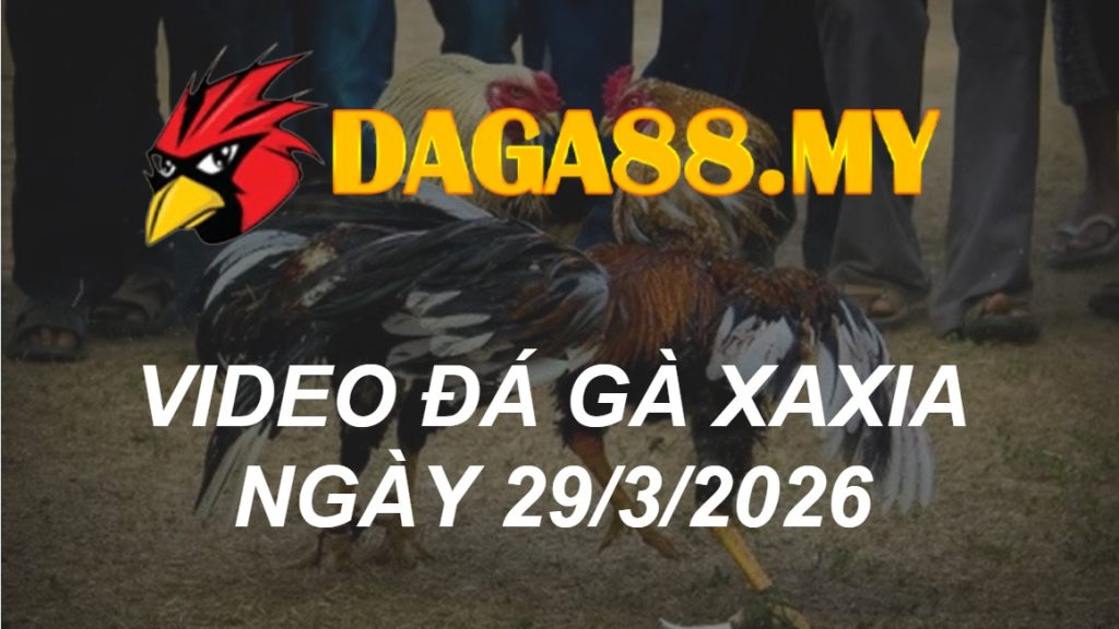 VIDEO GÀ XAXIA NGÀY 29/3/2026